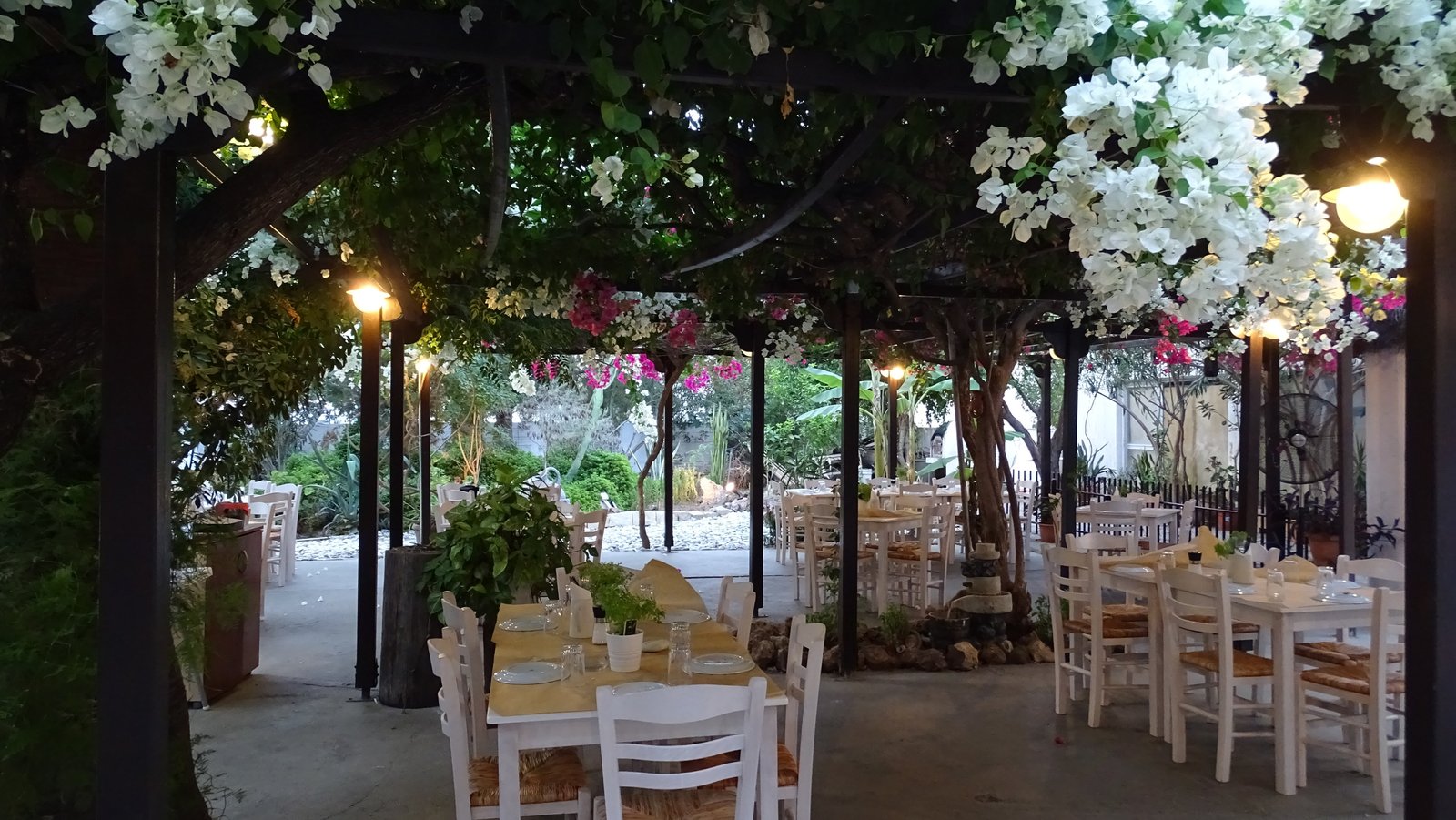 White tables under a pergola of white and pink bougainvillea